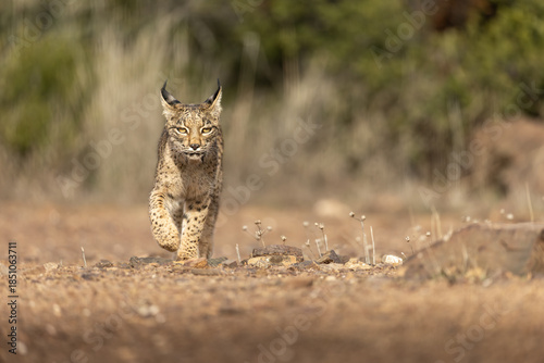 Iberian Lynx cub walking straight to the camera in the wild in Spain, Europe. The Iberian Lynx is one of the rarest animals on the planet and was near extermination. 