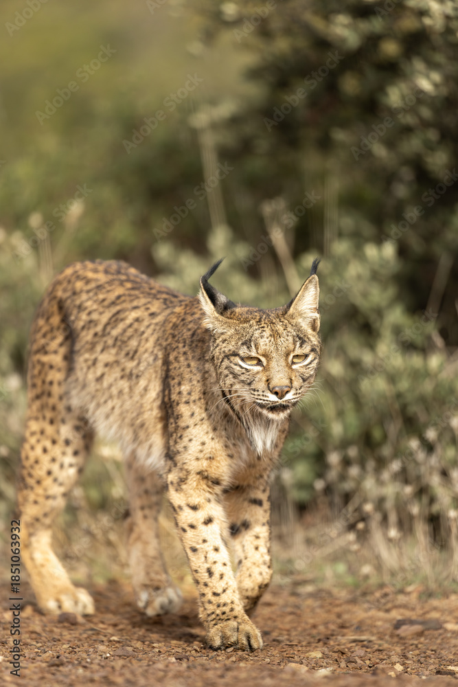 Fototapeta premium Iberian Lynx walking straight to the camera in the wild in Spain, Europe. The Iberian Lynx is one of the rarest animals on the planet and was near extermination. 
