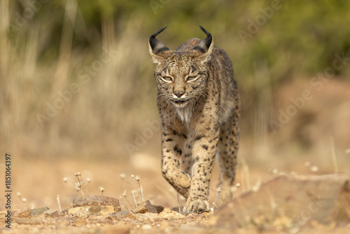 Iberian Lynx cub walking straight to the camera in the wild in Spain, Europe. The Iberian Lynx is one of the rarest animals on the planet and was near extermination. 