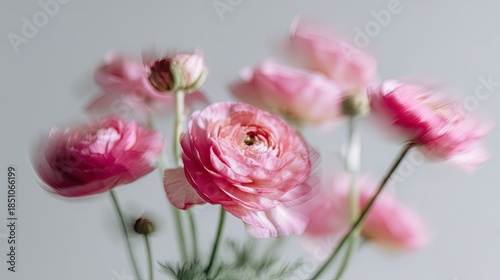 a blurry, out-of-focus and retro motion blur photograph of delicate pink ranunculus