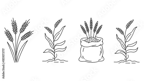 Set of black and white line art illustrations depicting various stages of wheat and grain production