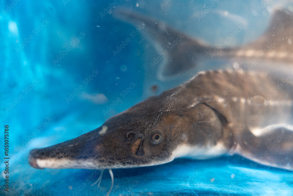 Naklejka premium A great white shark swims through the deep blue ocean water near a coral reef, a powerful marine predator in its natural underwater habitat where nature meets danger