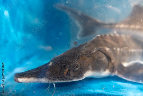 A great white shark swims through the deep blue ocean water near a coral reef, a powerful marine predator in its natural underwater habitat where nature meets danger