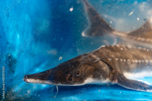A great white shark swims through the deep blue tropical ocean water near a coral reef as the predator shows its grey fin while diving in the marine life of the Caribbean sea