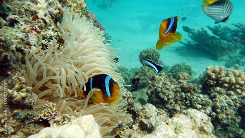      Clown fish amphiprion (Amphiprioninae). Red sea clown fish. Nemo .