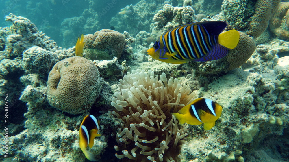 Fototapeta premium Colorful tropical fish on a coral reef, amazingly beautiful fairy world. In the coral gardens of the Red Sea.