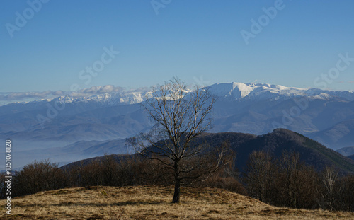 view of big snowed mountain peaks in winter with central century old tree and lower hills at bottom in sunny morning