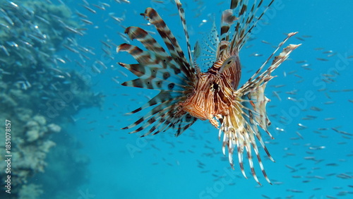 Lion Fish in the Red Sea in clear blue water hunting for food .
Lion Fish, the lionfish preys on a coral reef protected by its long venomous spines. 