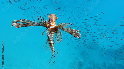 Lion Fish in the Red Sea in clear blue water hunting for food .
Lion Fish, the lionfish preys on a coral reef protected by its long venomous spines. 