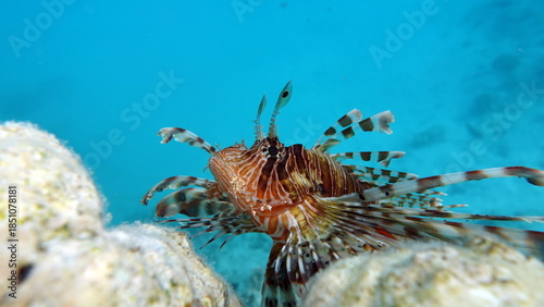 Lion Fish in the Red Sea.

Lion Fish in the Red Sea in clear blue water hunting for food .
