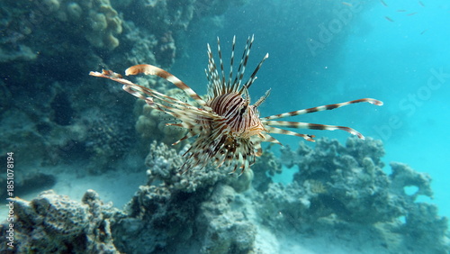 Lion Fish in the Red Sea in clear blue water hunting for food .
Lion Fish, the lionfish preys on a coral reef protected by its long venomous spines. 