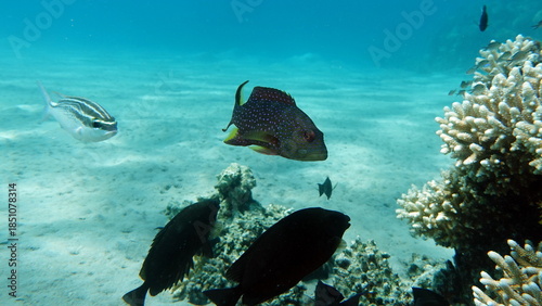 Colorful tropical fish on a coral reef, amazingly beautiful fairy world. In the coral gardens of the Red Sea.