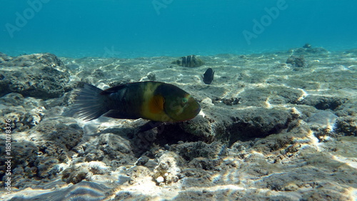 Colorful tropical fish on a coral reef, amazingly beautiful fairy world. In the coral gardens of the Red Sea.