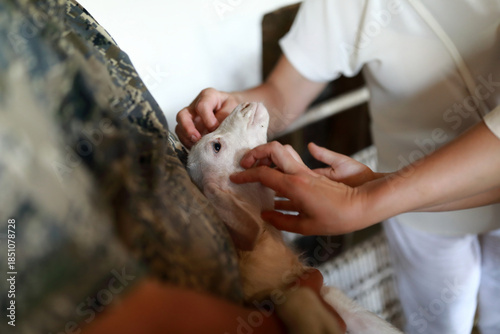 Woman caring for lamb