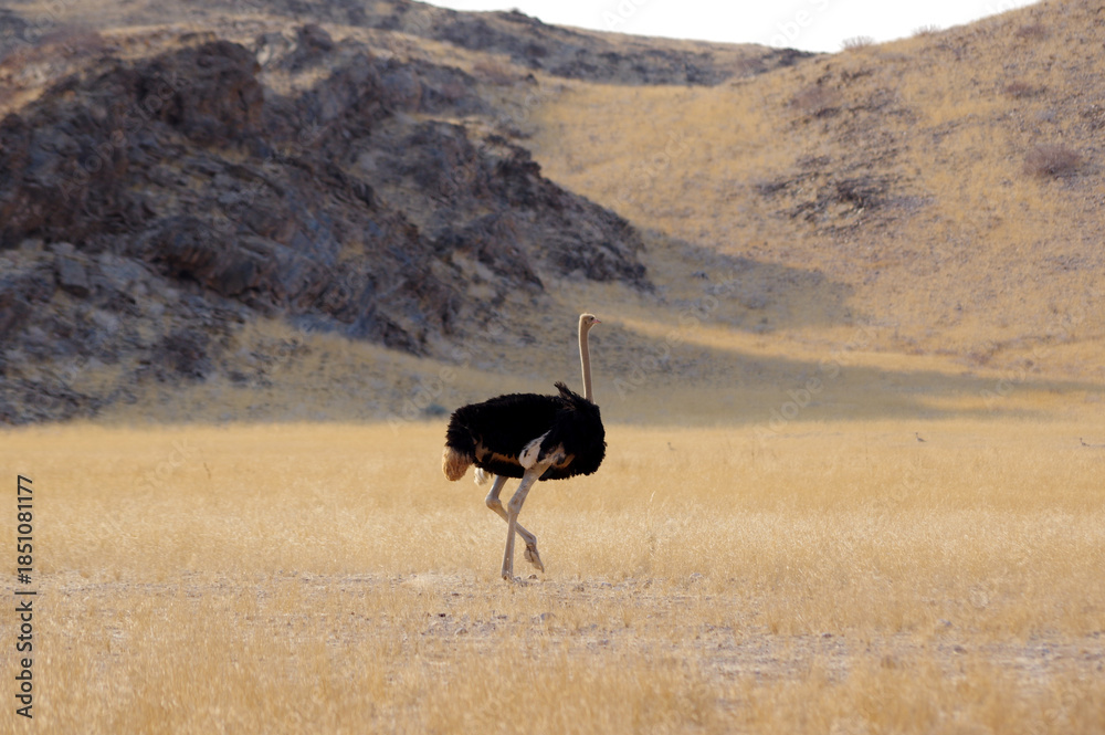Naklejka premium Autruche en Namibie