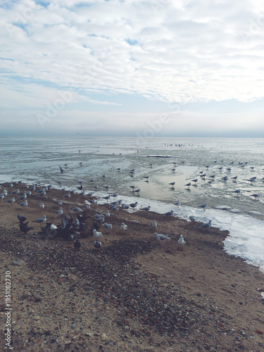 Seagulls and pigeons enjoy the sun