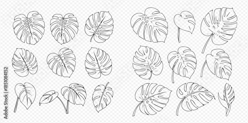 Set of various hand-drawn outline monstera leaves illustrations for tropical design elements.