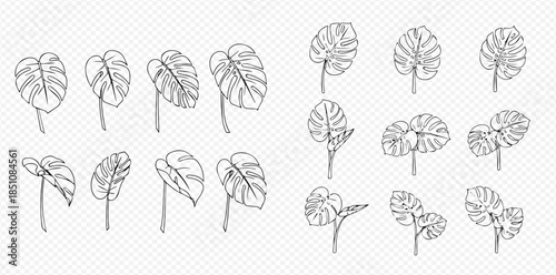 Set of Hand-Drawn Monstera Deliciosa Leaves in Various Stages of Growth.