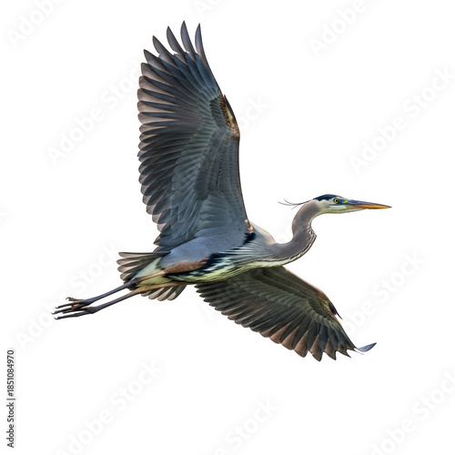 Majestic great blue heron soars through the air in dramatic flight