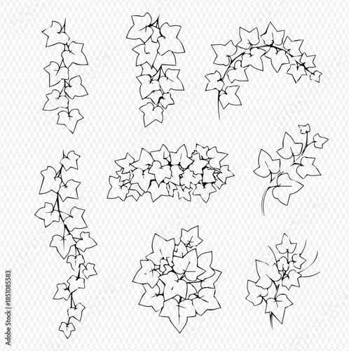 Set of black and white ivy leaves and vines, hand-drawn botanical illustrations for decorative design elements.