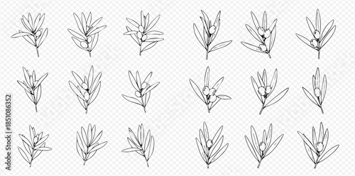 Set of hand-drawn rosemary sprigs in a minimalist line art style, perfect for culinary and herbal designs.