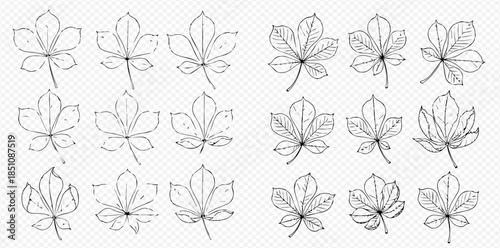 Set of hand drawn chestnut leaves in various styles, perfect for botanical designs.