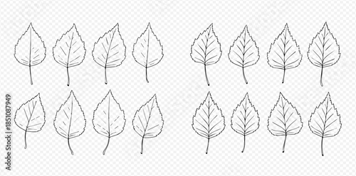 Set of hand drawn birch leaves, outline vector illustrations for autumn designs and nature themes.