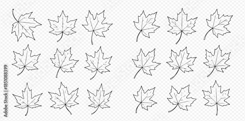 Set of hand-drawn maple leaves in black and white, perfect for autumn designs and seasonal decorations.