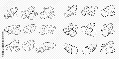 Set of hand-drawn turmeric and ginger roots with slices in outline style on a transparent background.