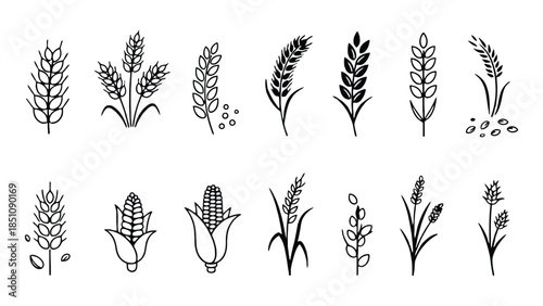 Collection of simple line art illustrations of various grains and corn