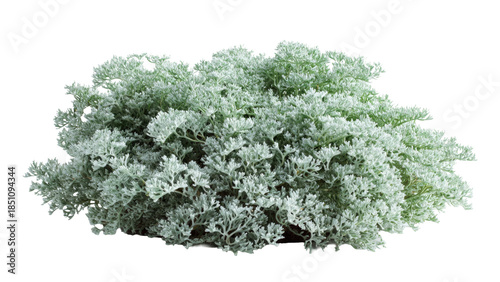 Dusty Miller Plant Isolated