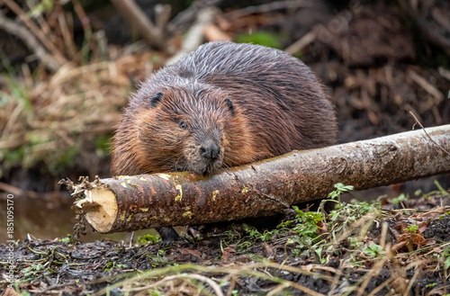 Busy Beaver