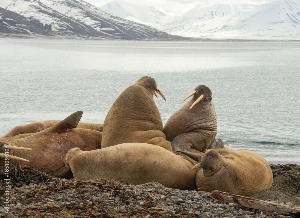 Fototapeta premium Morse, Odobenus rosmarus, Spitzberg, Svalbard, Norvège