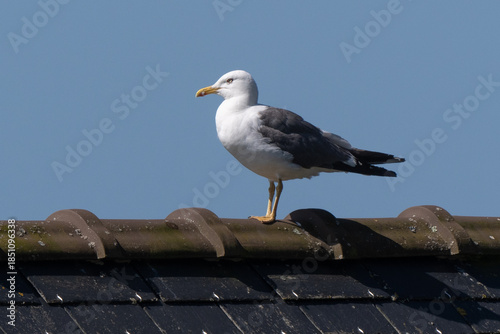 Tableau sur toile Goéland marin,Larus marinus, Great Black backed Gul