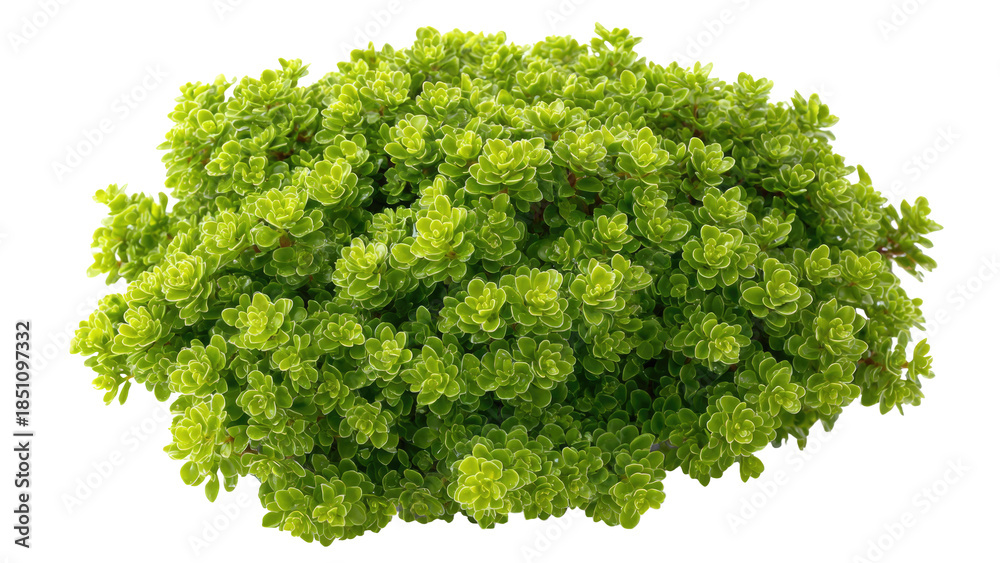 custom made wallpaper toronto digitalGreen Bush Isolated