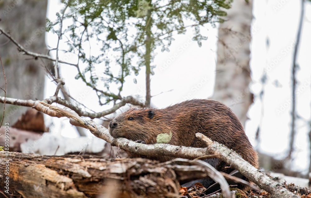 Obraz premium Busy Beaver