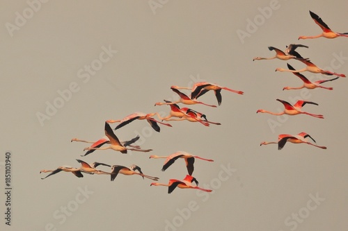 flock of flamingos in flight