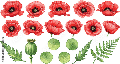 Set of red poppy flower illustrations featuring vibrant blossoms in various blooming stages with green seed pods and fern leaves for botanical and commemorative design