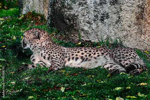 Cheetah on the lawn near the stone.Latin name - Acinonyx jubatus