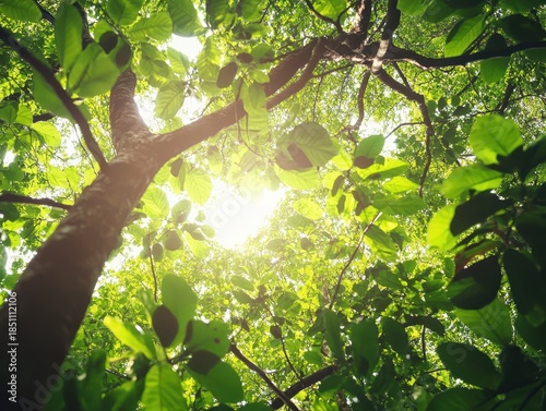 Sunlight Filtering Through Lush Green Leaves in Dense Forest Canopy