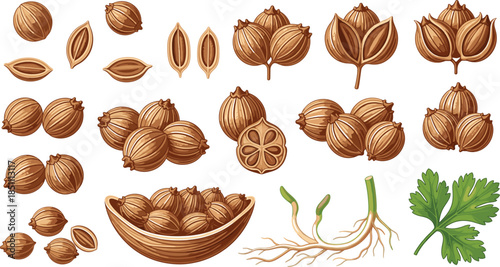 Detailed vector illustration collection of coriander seeds, whole and halved, with green cilantro leaves and roots isolated on a white background.