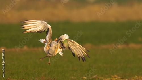 great blue heron ardea cinerea