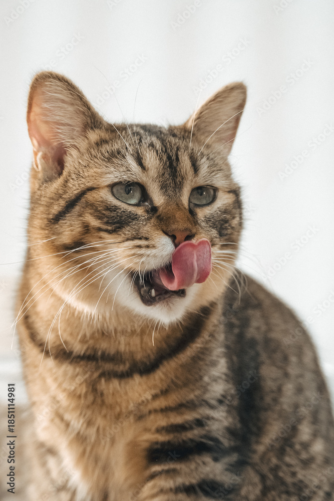 Fototapeta premium Tabby cat