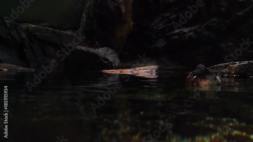 A small duck swimming on dark pond water within a rocky cave environment. The low-key lighting emphasizes textures of the wet stones and the bird silhouette. Mysterious nature scenery.