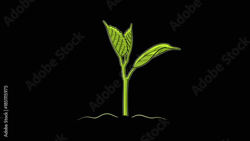 Young Green Seedling with Leaves Growing.