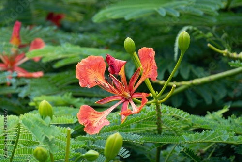 Photography Delonix regia plant (peacock flower or flame tree) in Cuba