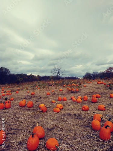 Φωτογραφία A field of bright orange pumpkins on a dull dreary October day with clouds and hills