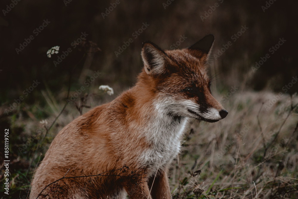 Fototapeta premium Close up portrait of a fox in the forest, Apuseni Mountains, Romania