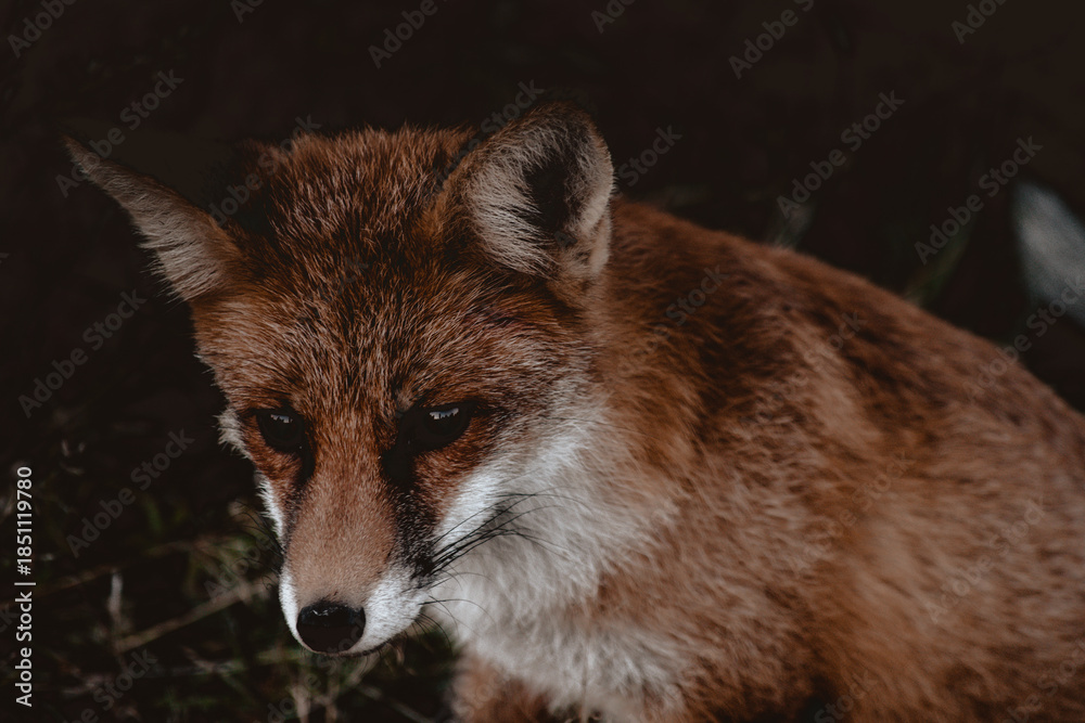Fototapeta premium Close up portrait of a fox in the forest, Apuseni Mountains, Romania