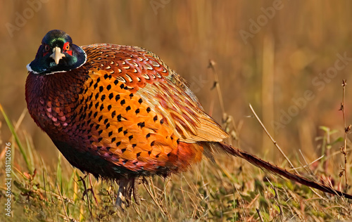 Male Ring-necked Pheasant, Phasianus colchicus, close up